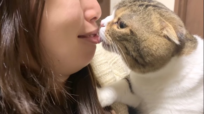 口元を舐める猫