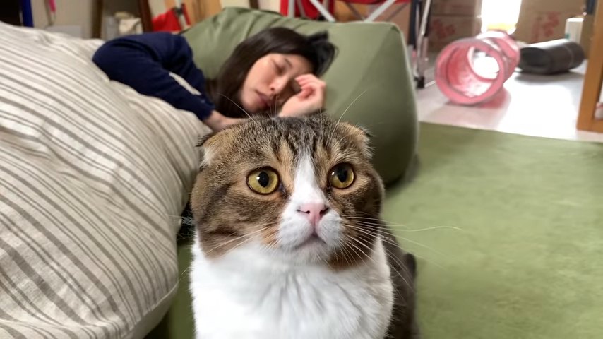 カメラの前に座る猫