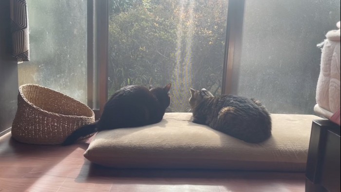 窓際に座る2匹の猫