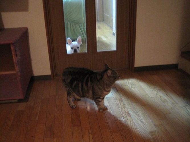 ドアを挟んだ猫と犬の写真