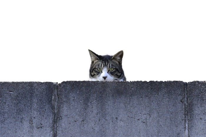 壁から顔だけ出してこちらを見る猫