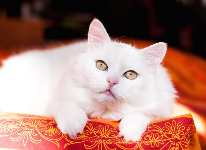 布団の上でくつろぐ白猫