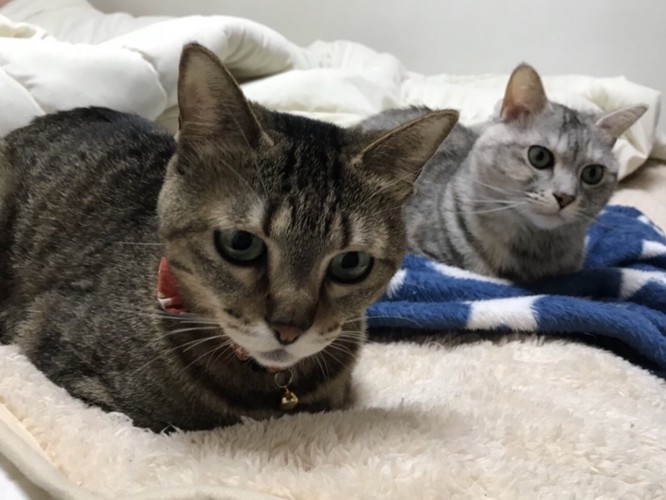 猫2匹と毛布