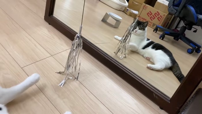 鏡に映る横になる猫
