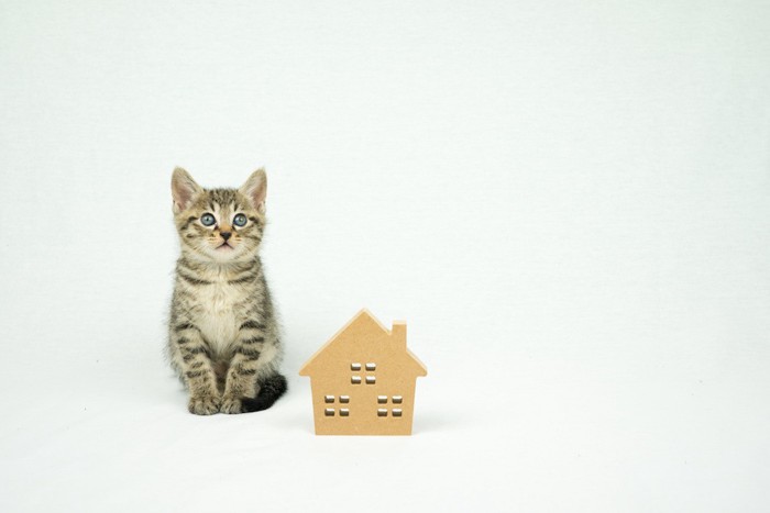 家の形の置物と隣に座る子猫