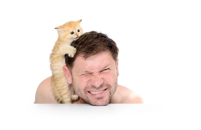 男性の頭に登ろうとうする猫