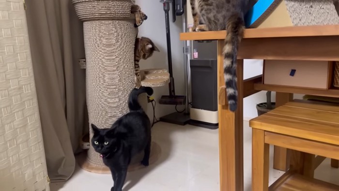 カメラの方を見る黒猫としっぽを捕まえる猫