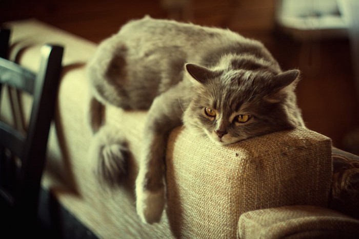 ソファーの背もたれでくつろぐ猫