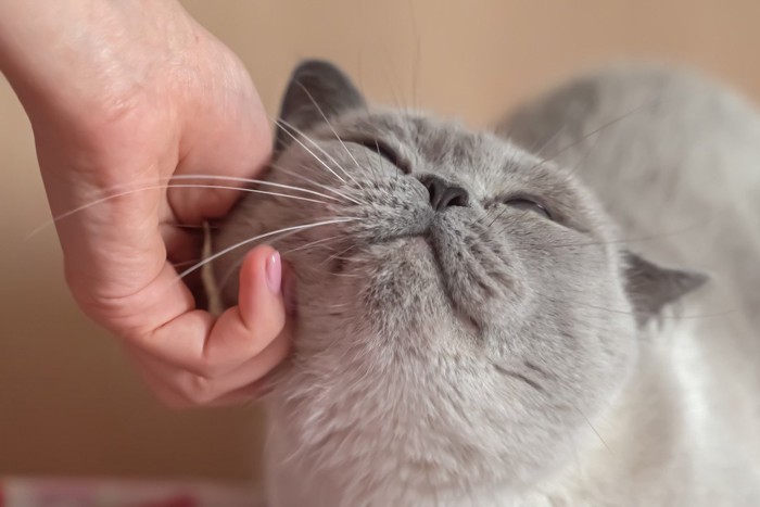 猫を撫でる人の手