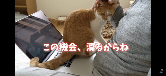 パソコンの上に座る猫