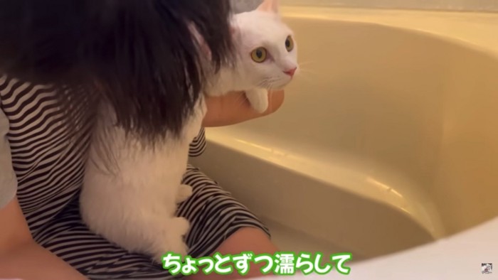 少しずつお湯をかけられる猫
