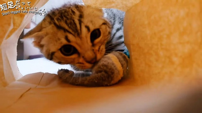 紙袋におもちゃを入れる猫