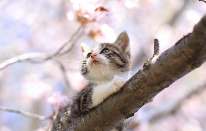 桜の木の上に登っている子猫
