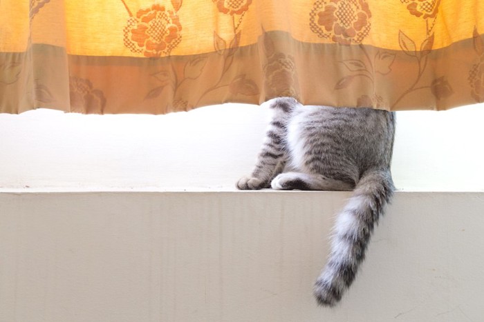 カーテンの隙間から見える猫の尻尾