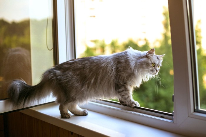 開いた窓から外を眺める猫