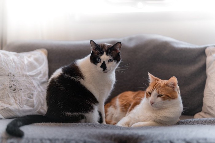 ソファーでくつろぐ猫たち