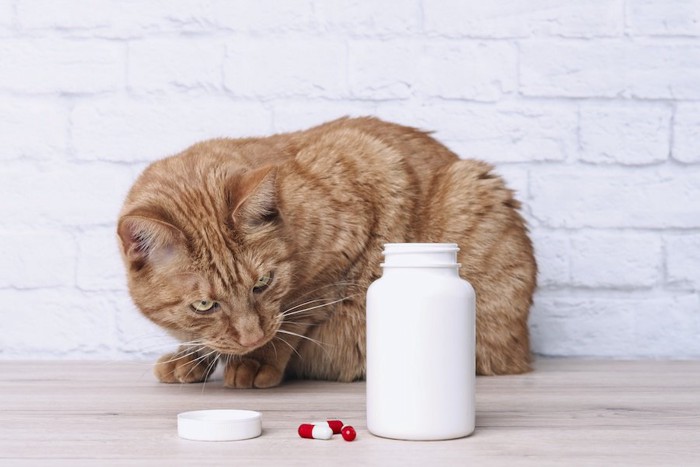 白いボトルと薬をジッと見つめる猫