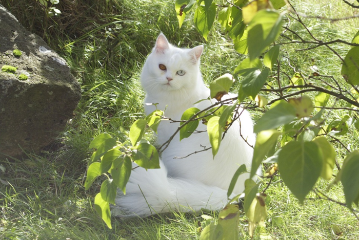 ソリッドタイプのオッドアイの白色ペルシャ猫
