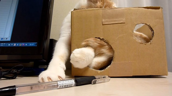 箱で顔が隠れている猫
