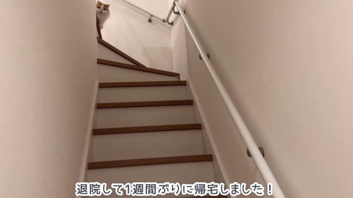 階段の上にいる猫