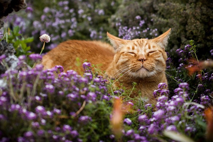 花畑の中の猫