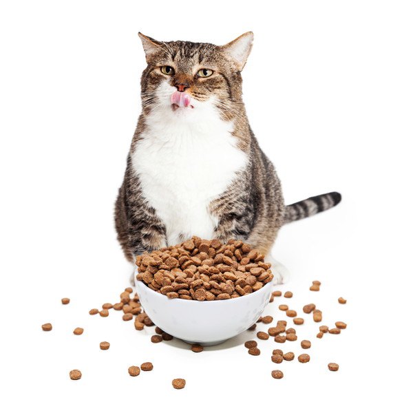 食べ物をこぼしながら食べる猫