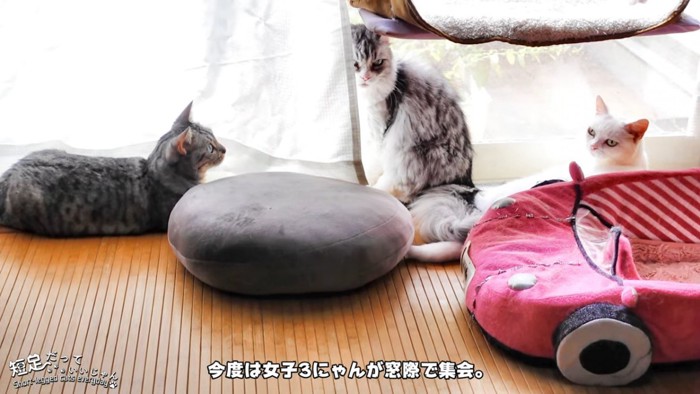 座る猫と寝そべる2匹の猫