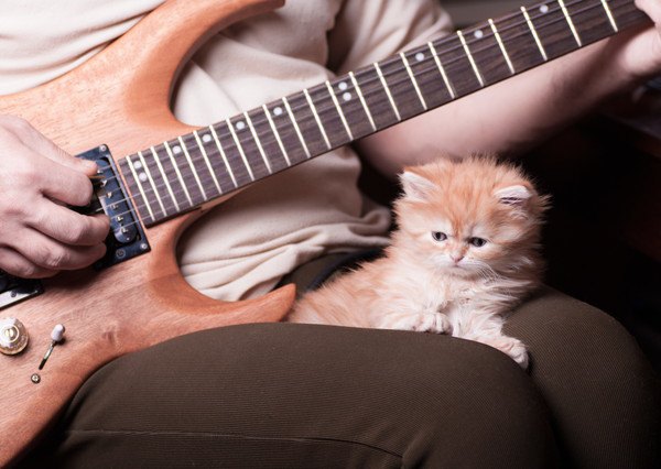 膝の上でギターをきく猫