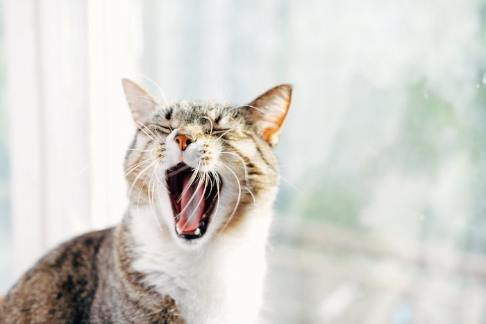 窓辺であくびをする猫