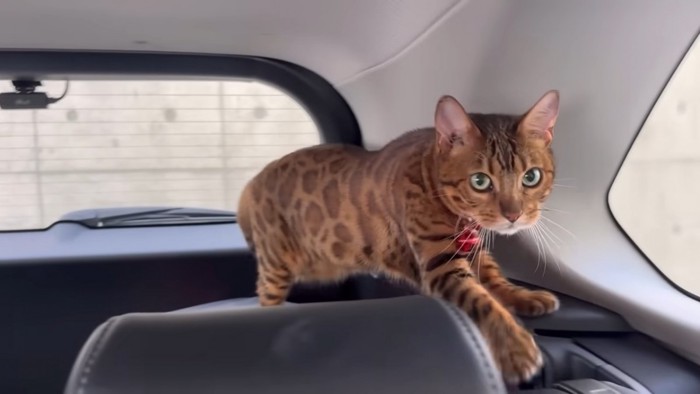 車内を歩く猫