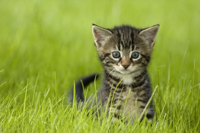 草むらから見ている猫
