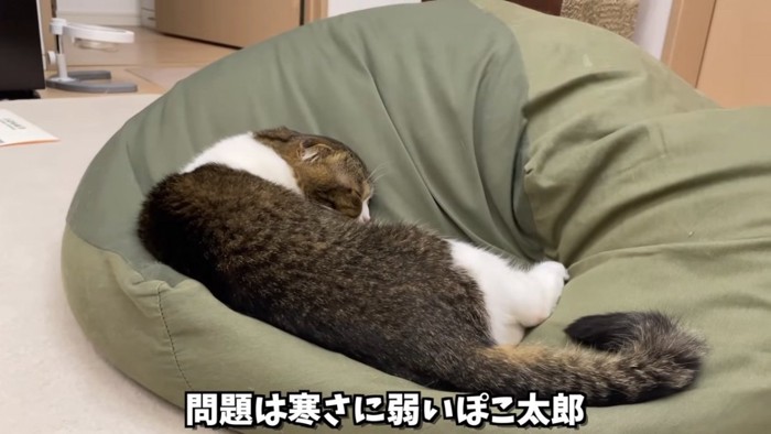 クッションの上で寝る猫