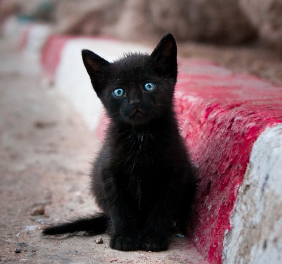 青い目を持つかわいい黒猫
