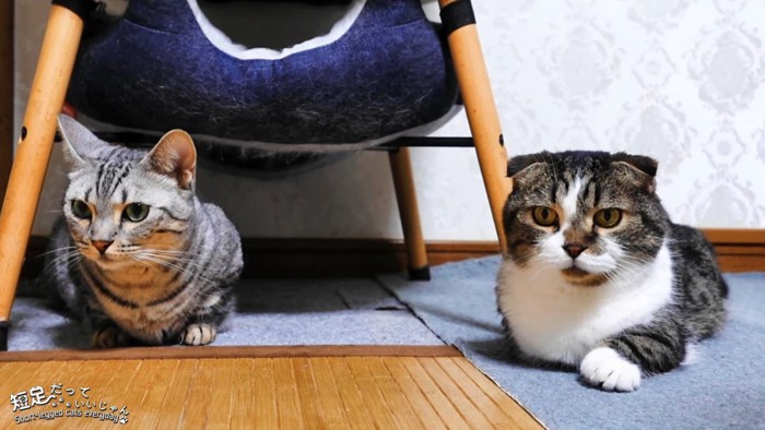 座る2匹の猫