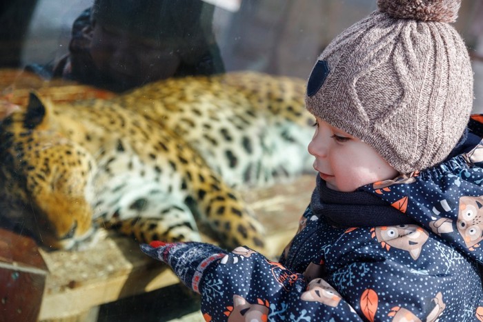 動物園でヒョウの囲いに近づく幼児