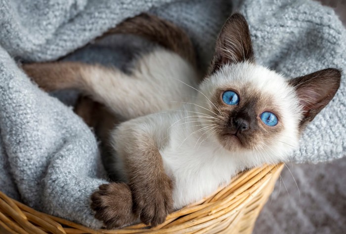 青い瞳の子猫