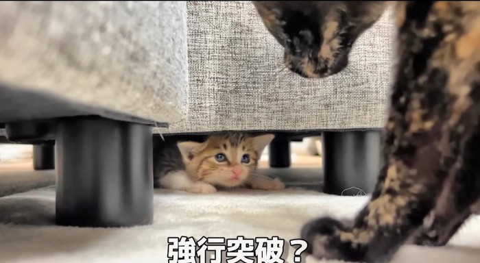 ソファの下の猫
