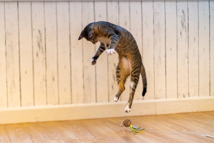 獲物に向かってジャンプする猫
