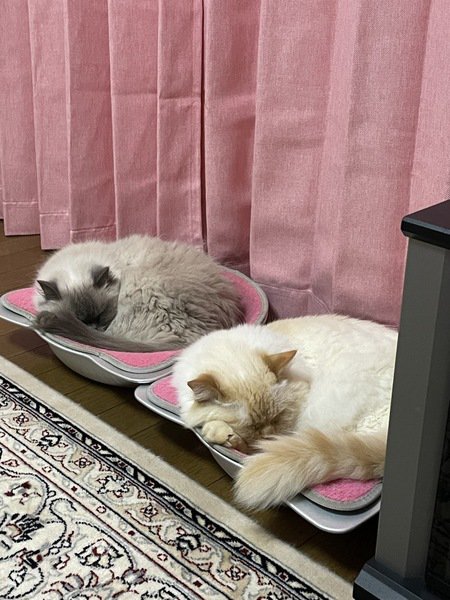 シンクロして眠る兄弟猫