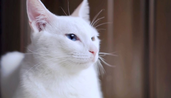 横顔も美しい白猫に成長