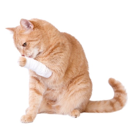 手の包帯を舐める猫