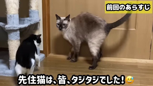 向かい合う2匹の猫