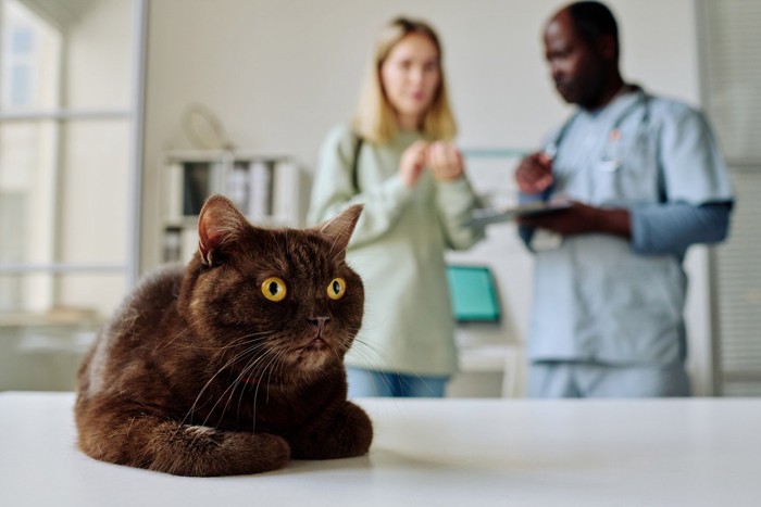 猫と獣医師と相談する飼い主