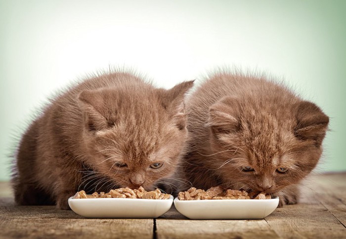 並んでご飯を食べている2匹の子猫
