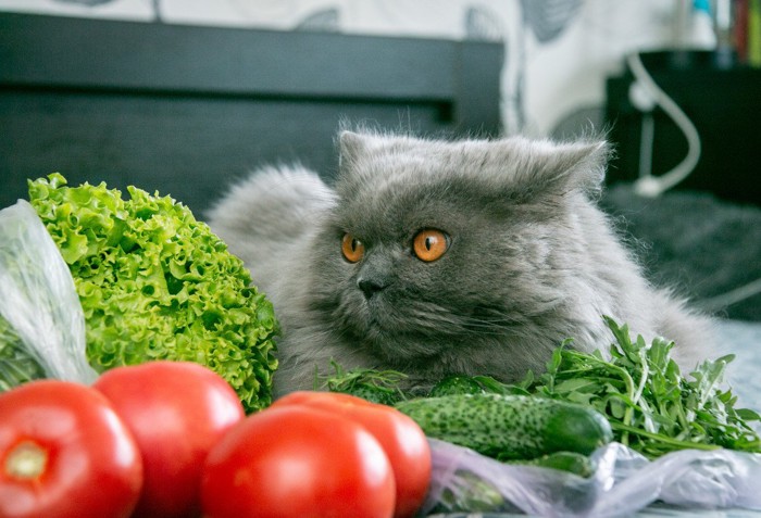 並んだ野菜のそばでくつろぐ猫