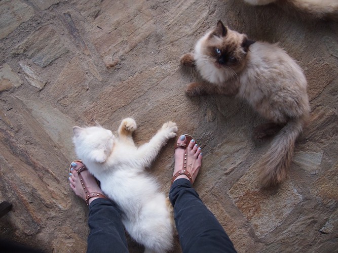 2匹の猫と人の足