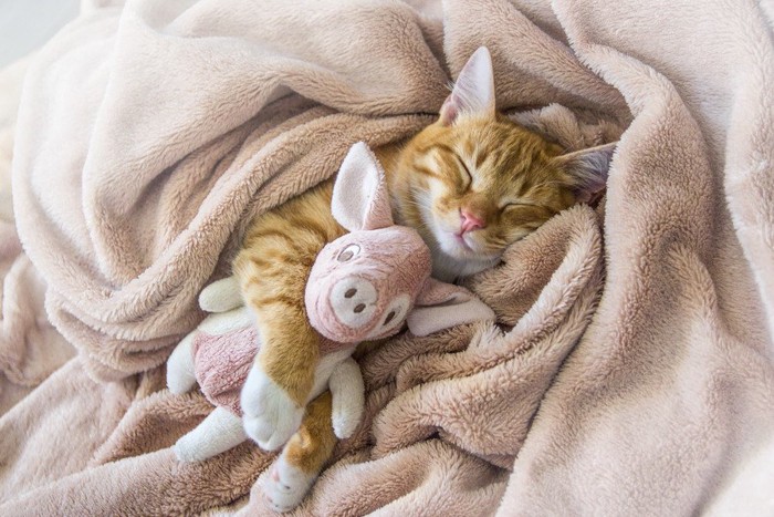 毛布にくるまって寝る猫