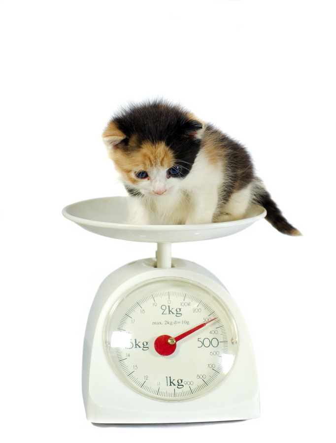 スケールで体重を量る子猫