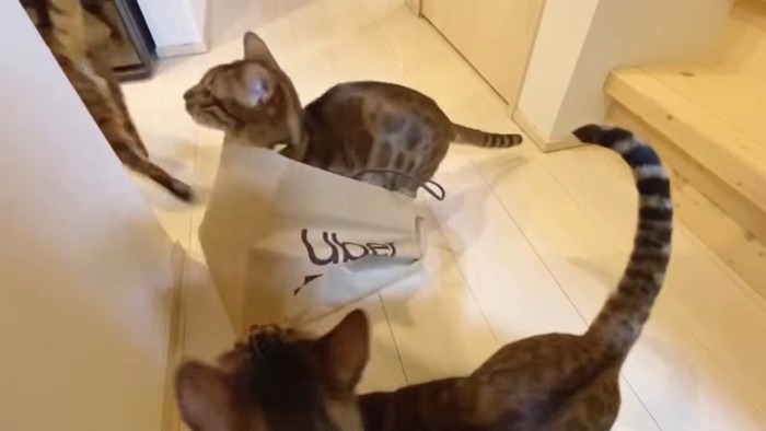 紙袋をつぶす猫