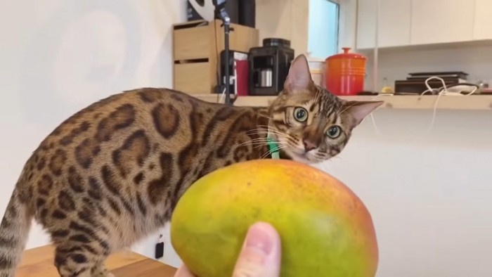 マンゴーと体を横向きにして立つ猫